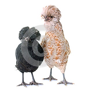 Two Padovana chicken
