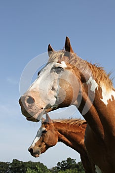 Two paint horses head and neck against blue sky