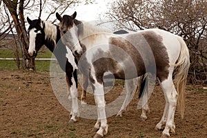 Two paint horses looking