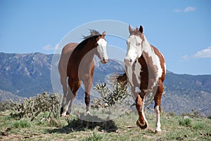 Two Paint Horses Running Mountains