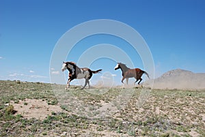 Two Paint Horses Running on Ridge Kicking Up Dust