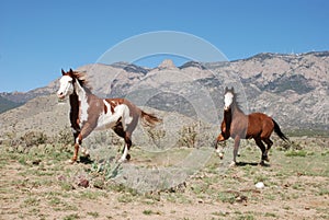 Two Paint Horses Trotting at Sandia Mountains