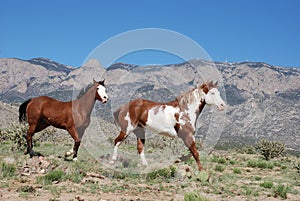 Two Paint Horses Trotting Towards Right in Front of Sandia Mountain