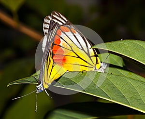 Two Painted Jezebel butterfly on leaf