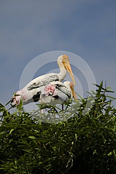 Two painted storks