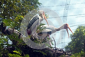 Two Painted Storks