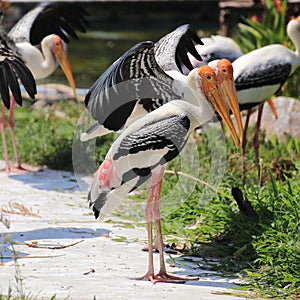 Two Painted Storks
