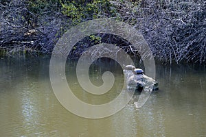 Two Painted Turtles sunning on a rock Kathryn Albertson Park, Wildlife Sanctuary, Boise, Idaho