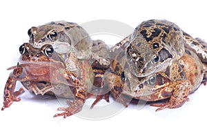 Two Pair of frogs