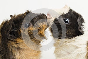 Two pair guinea pigs kissing isolated on white background