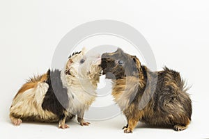 Two pair guinea pigs kissing isolated on white background