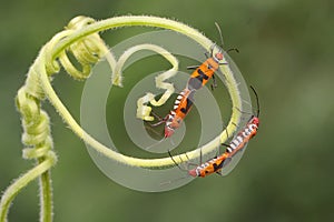 Two pair of red cotton bugs are mating on bush.