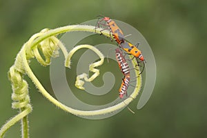 Two pair of red cotton bugs are mating on bush.