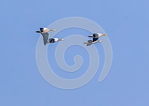Two pairs of Bar Headed Goose in Air
