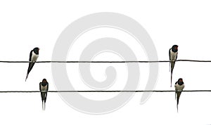 Two pairs of birds rustic swallows sit on the edges of electric wires on white isolated background