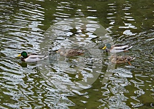 Two Pairs of Breeding Mallards