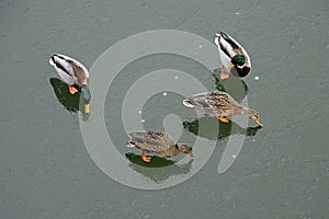 Two pairs of ducks on thin ice in winter on a pond.