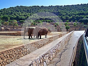 Two pairs of elephants stand near the road