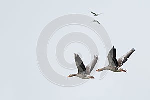 Two pairs of greylag geese in flight