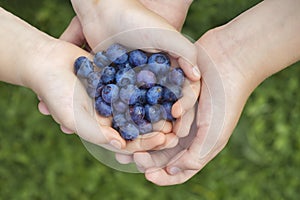 Two pairs of hands holding a handful of blueberries on blurred grass background.