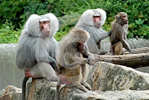 Two pairs of mothers and their young monkeys in the zoo in Berlin in Germany