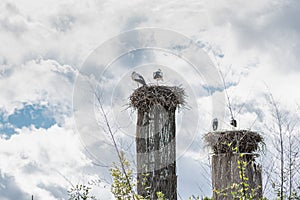 Two pairs of storks perched on their nests