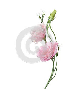 Two pale pink flowers photo