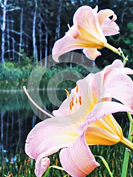 Two pale pink lilies