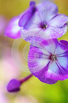 Two pale purple flowers in the morning dew, top view