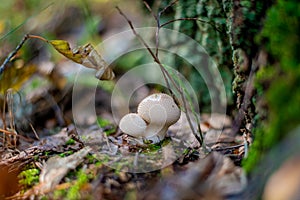 Two pale white small mushrooms growing in the forest