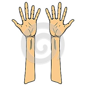 Two palm icon. Vector human hand palm. Hand drawn arm
