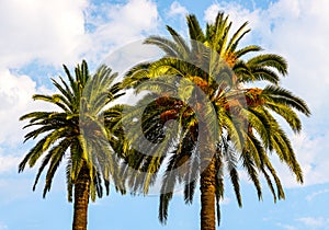 Two palm tree top crowns in Saint-Jean-Cap-Ferrat resort town on Cap Ferrat cape near Nice in France