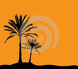 Two palm trees