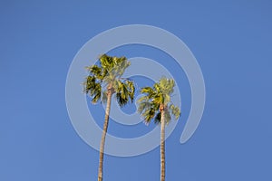 Two Palm Trees against a Blue Sky