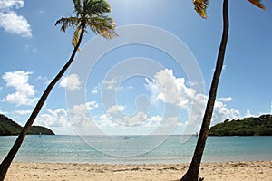 Two palm trees on the beach