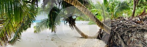 Two palm trees on a beautiful beach on an island