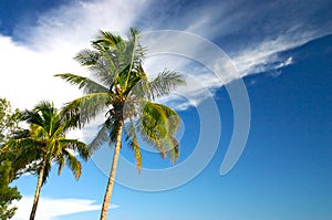 Dos palmera árboles a cielo azul 