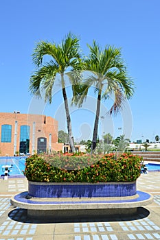 Two palm trees on the cement floor