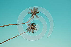Two palm trees with coconuts hanging over the beach with clear blue sky
