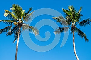 Two palm trees framing a blue sunny sky
