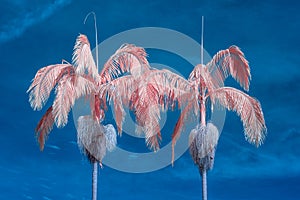 Two Palm Trees in Infrared Color