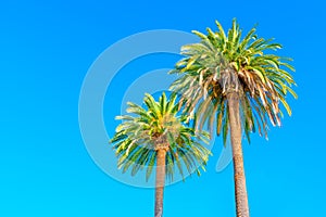 Two Palm Trees Isolated on Blue Background with Copy Space
