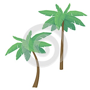 Two palm trees isolated on a white background. Tropical forest vegetation. Cartoon style illustration.