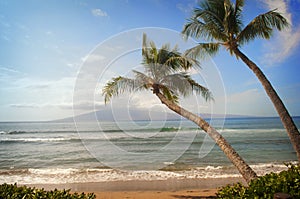 Two Palm Trees Lean on Tropical Beach Ocean View