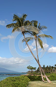 Two palm trees in Maui