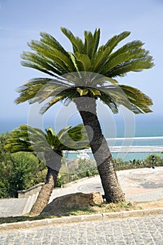 Two palm trees with ocean