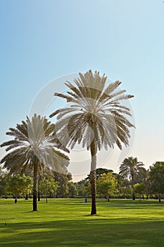 Two palm trees in the park Dubai