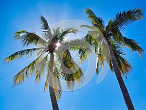 Two Palm Trees with Sunburst and Blue Sky photo