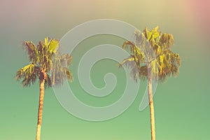 Two Palm Trees on Toned Light Turquoise Sky Background. 60s Vintage Style Copy Space for Text. Tropical Foliage.