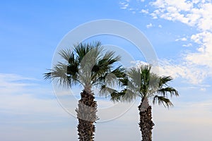 Two palm trees under Cyprus blue sky with few fluffy clouds. Close up view.